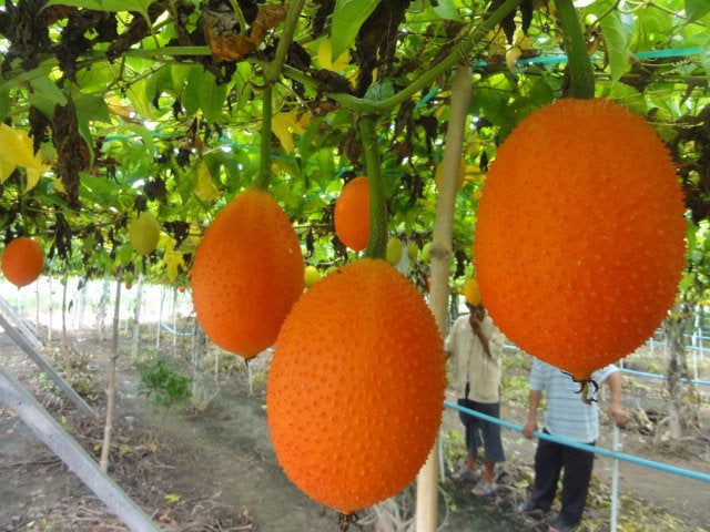 Gac fruit seeds. Gac Melon Vine Momordica Cochinchinensis seeds