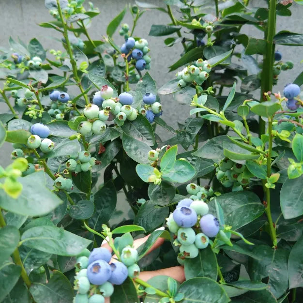 🫐 Sweet Ice Blueberry - Year-Round Harvest - Home Potted Plant - Balcony Backyard