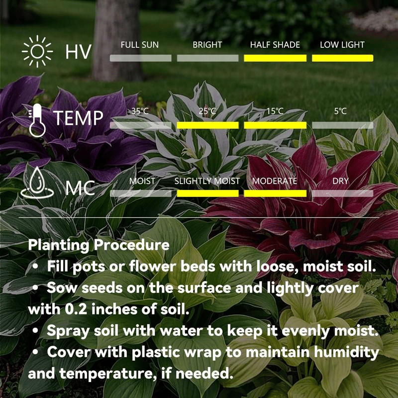 🌿 Rainbow Rare Hosta Flower Seeds🎁2025 Special Offer