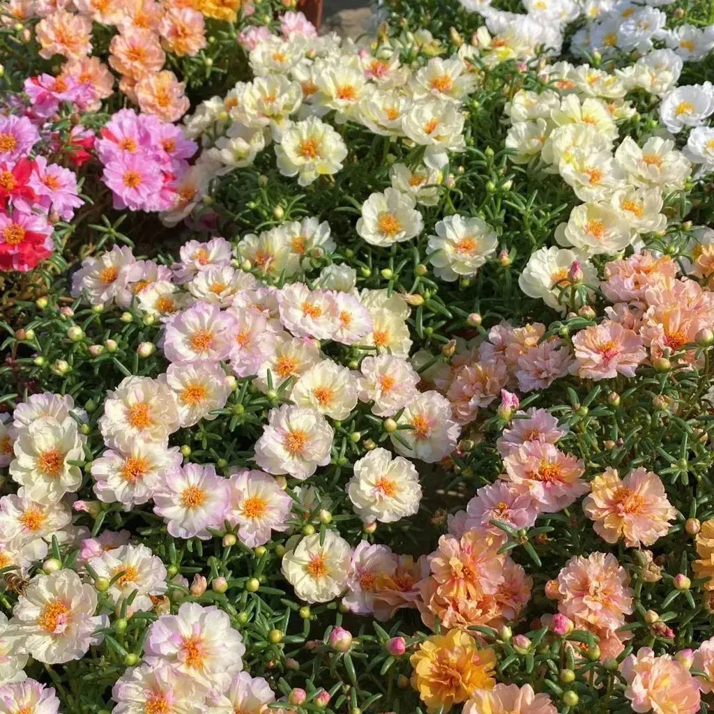 🌼Muti-color Moss Rose-Double Petal Sunflower