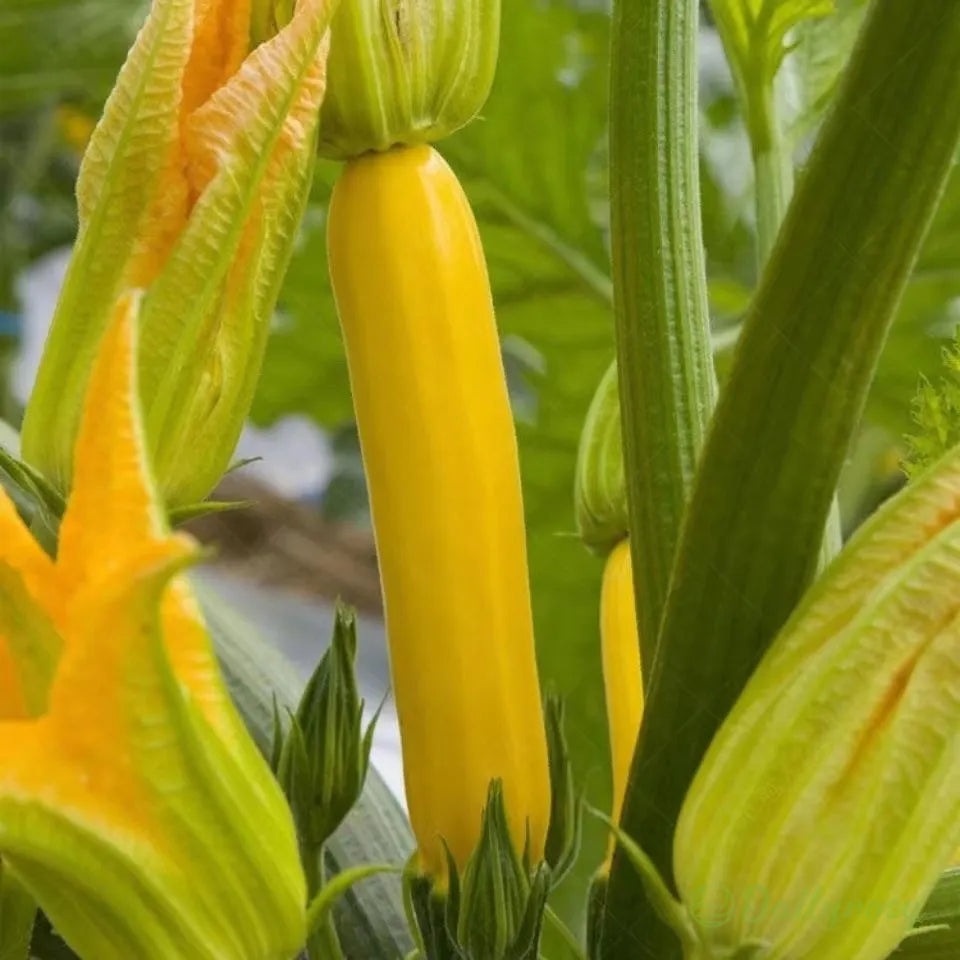 Banana Zucchini - Golden Zucchini🌿Can be planted in all seasons