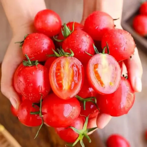 🍅🍅Potted Dwarf Tomato Seeds