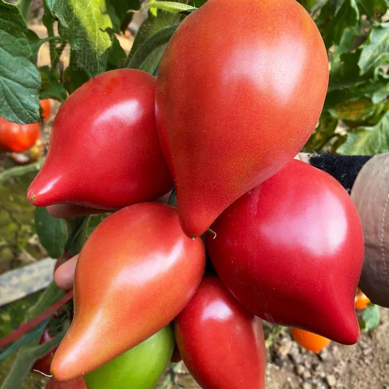 MANGO HONEY TOMATO SEEDS