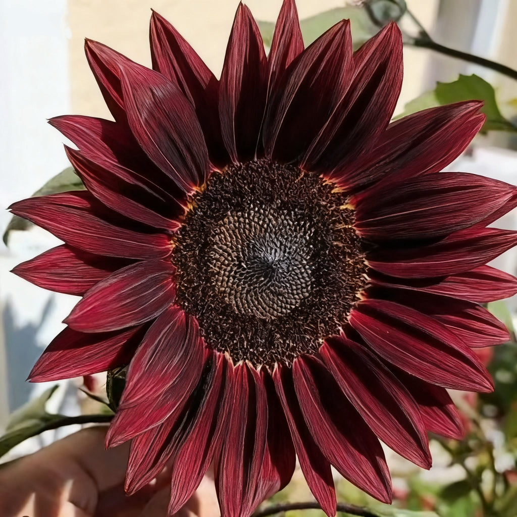 🌌🔥 Blue Flame Sunflower Seeds – The Rarest Sunflower You'll Ever Grow! 🌻