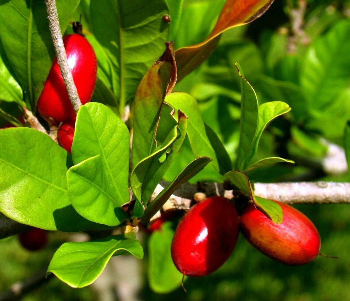 RARE Miracle fruit seeds. Miracle berry