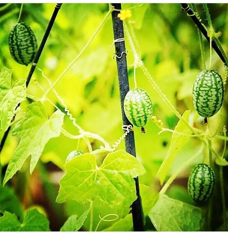 🍉Rare Organic Thumb Watermelon Seeds