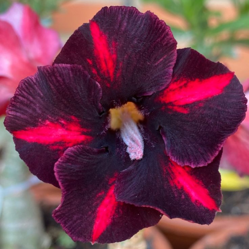 🎁Desert Rose Bulbs🌵Super easy care! 🌸 Adenium Obesum Bulbs