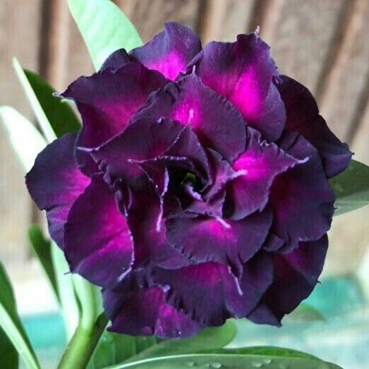 🎁Desert Rose Bulbs🌵Super easy care! 🌸 Adenium Obesum Bulbs