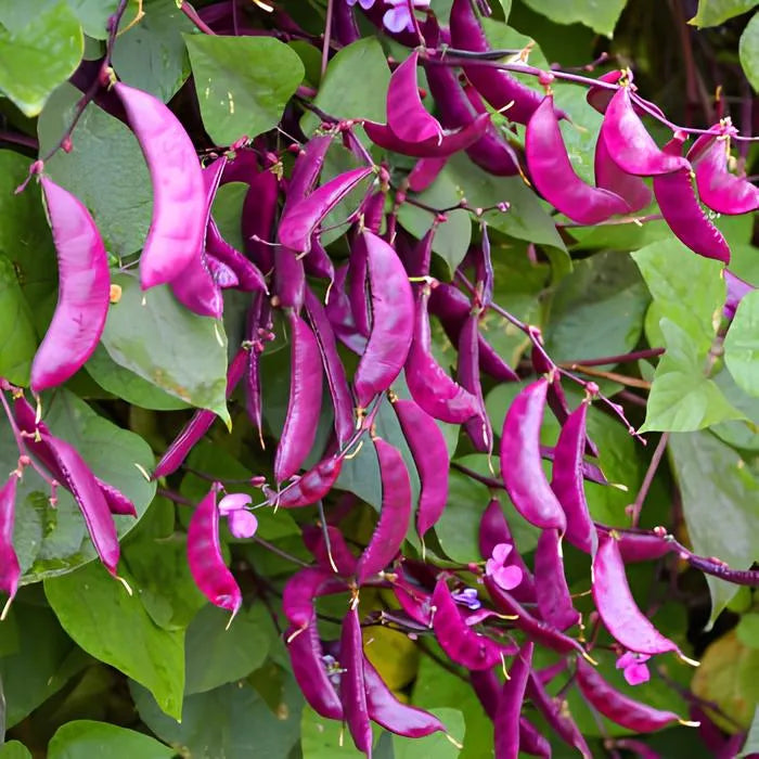 🫘Purple Gem Lentil