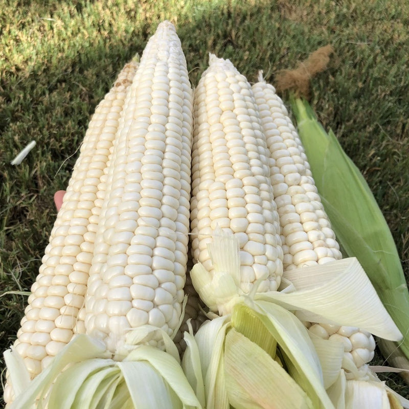 Black Corn Seeds-Organic Maiz Morado