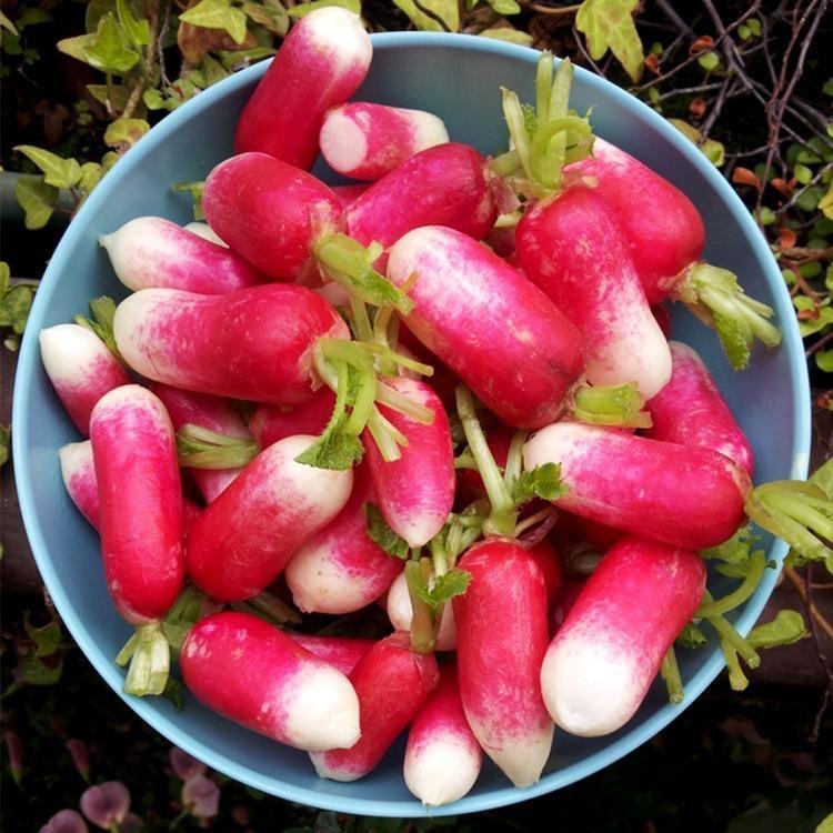Thumb Fruit Radish Seeds
