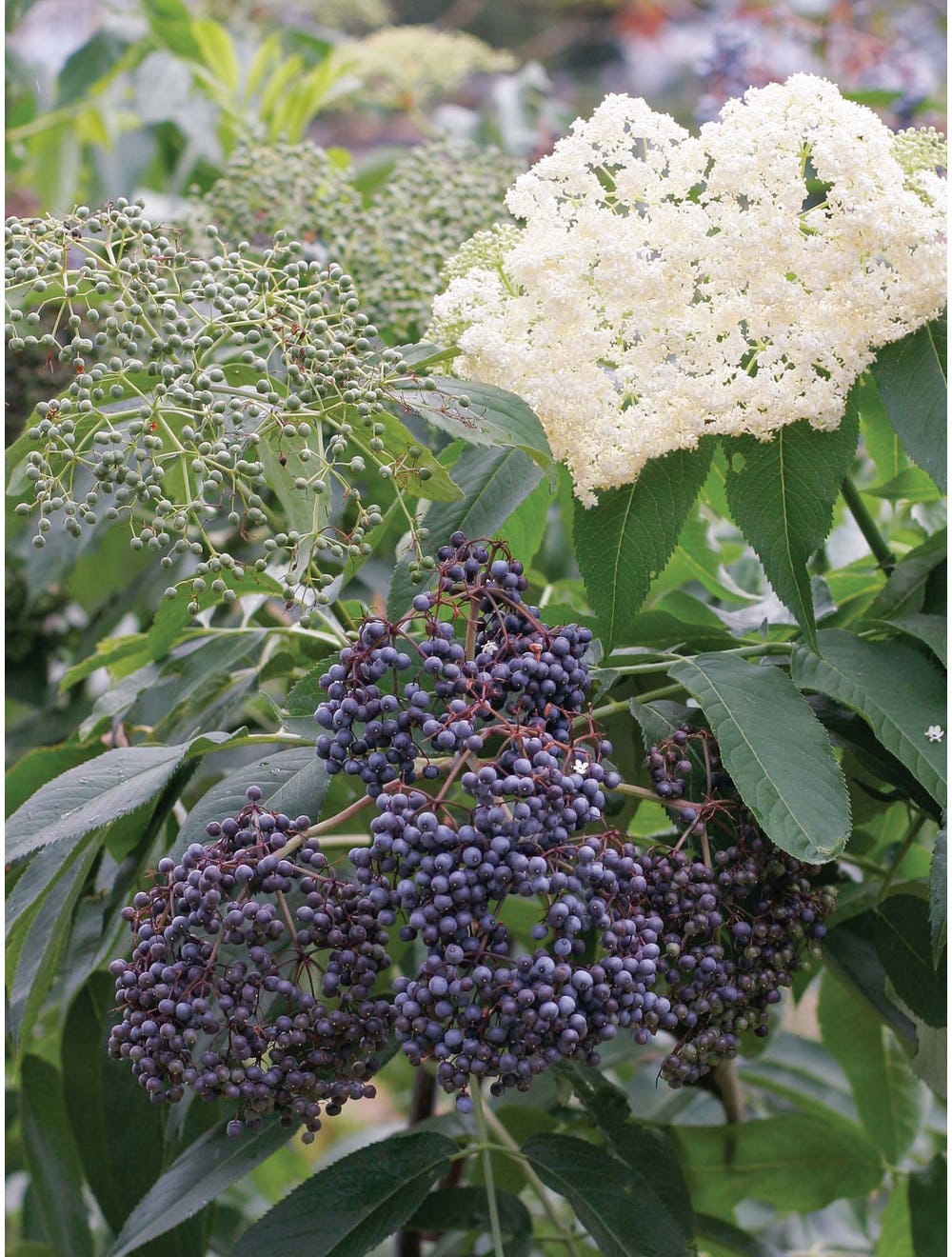 Elderberry. Collection
