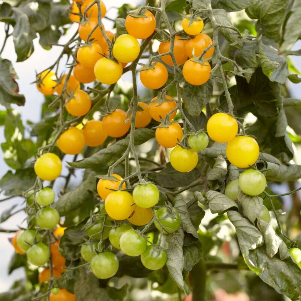 Waterfall Tomato Seeds