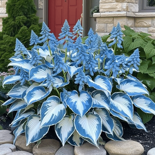 🌿 Rare Hosta Seeds — Premium. Shade-Loving Perennials with Lush Foliage🌈