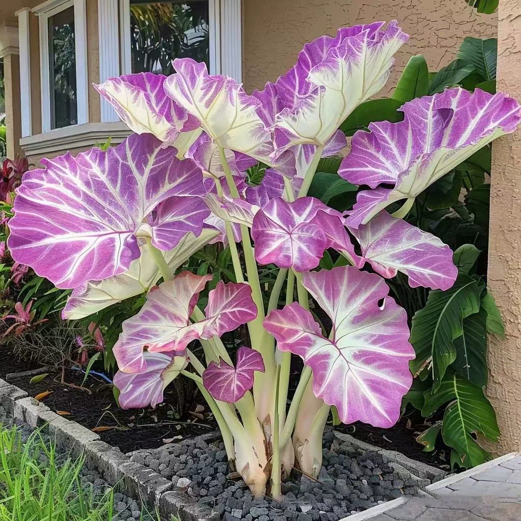 🌿 Rainbow Rare Hosta Flower Seeds🎁2025 Special Offer