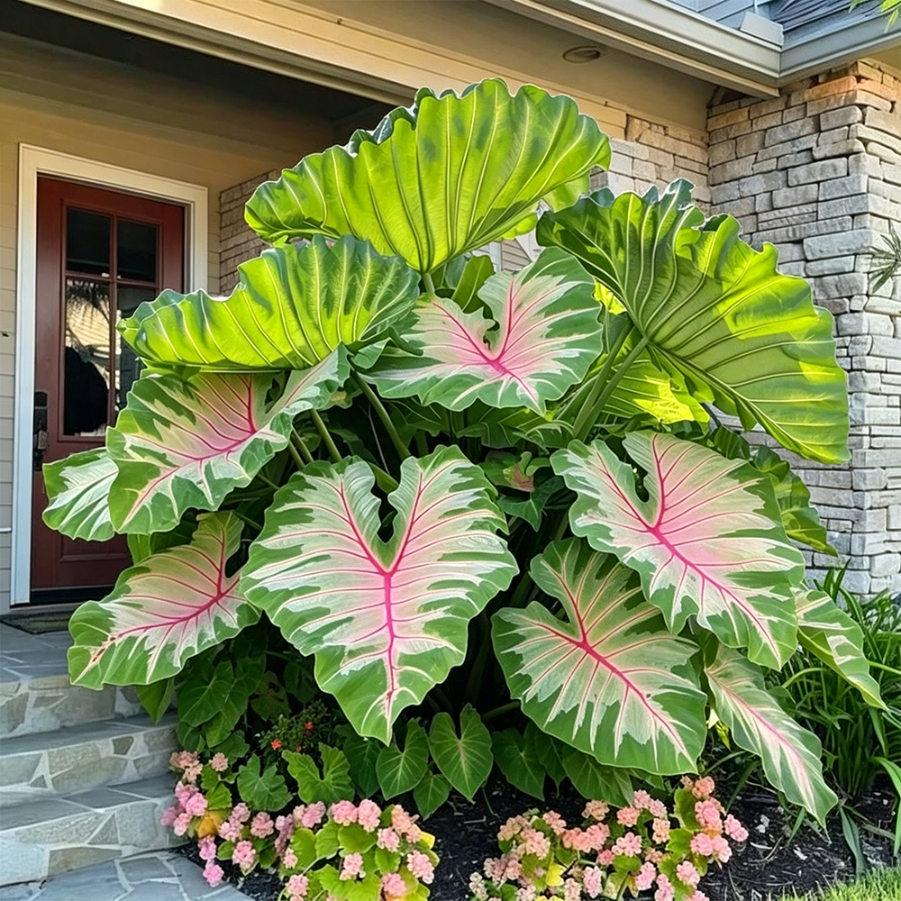 🌈 Giant Caladium Bulbs 🎊The color wizard that creates a dream garden 🌿✨