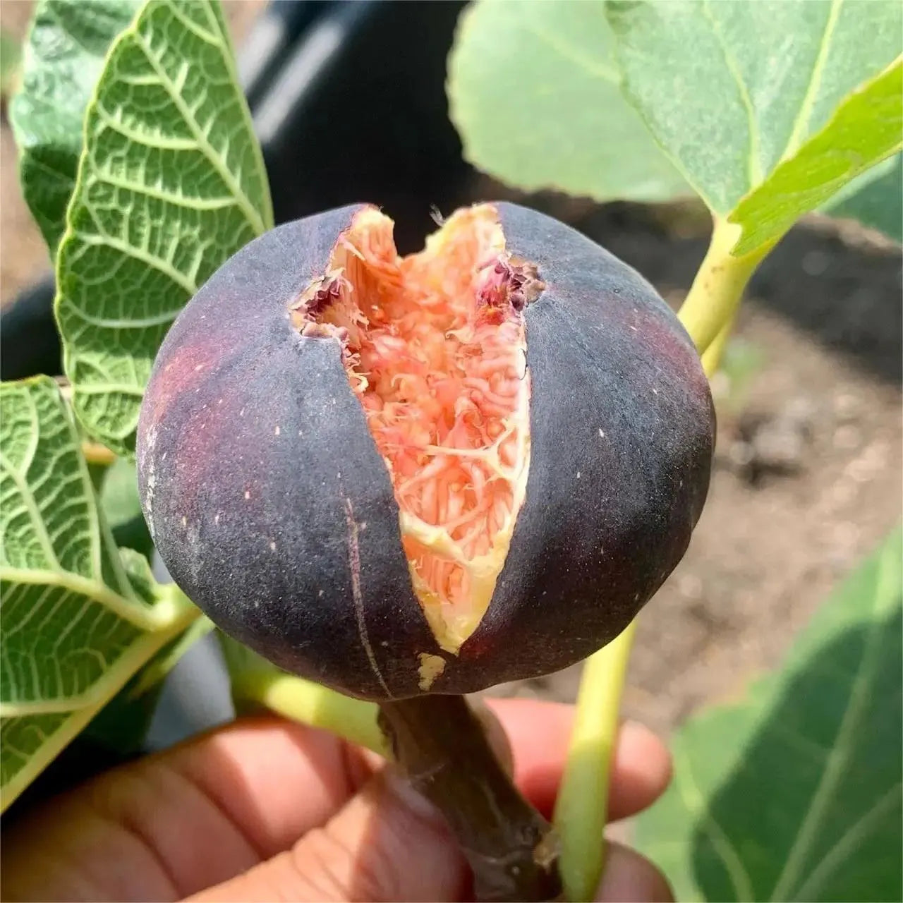 Rainbow Figs Seeds 👍 higher quality
