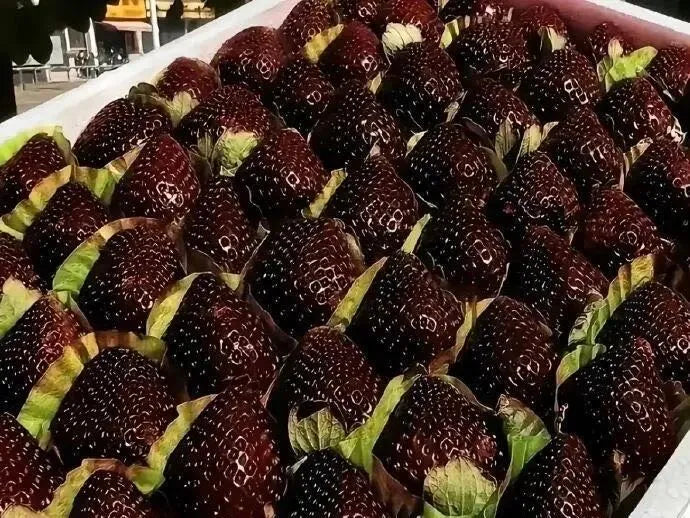 Giant Black Diamond Strawberries Seeds – Sweet. Nutrient-Rich & Easy to Grow at Home