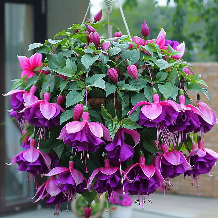 Fuchsia Seeds - Lantern flower