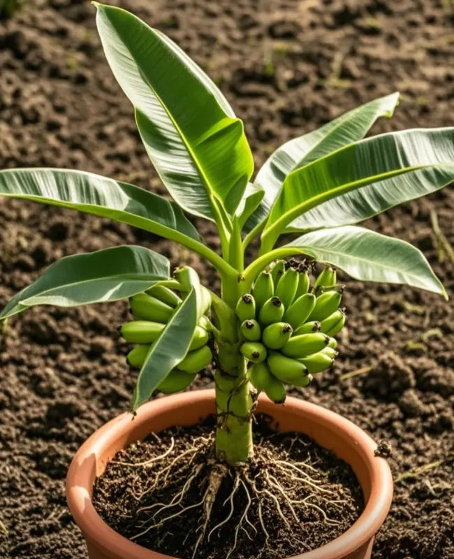 🍌Dwarf Potted Banana Seeds