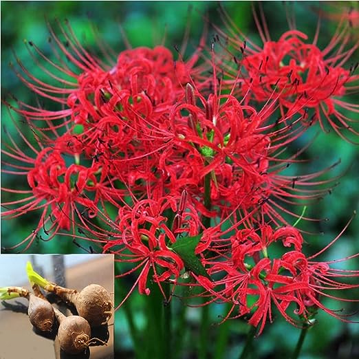 Spider Lily Bulbs-Multicolor🌈
