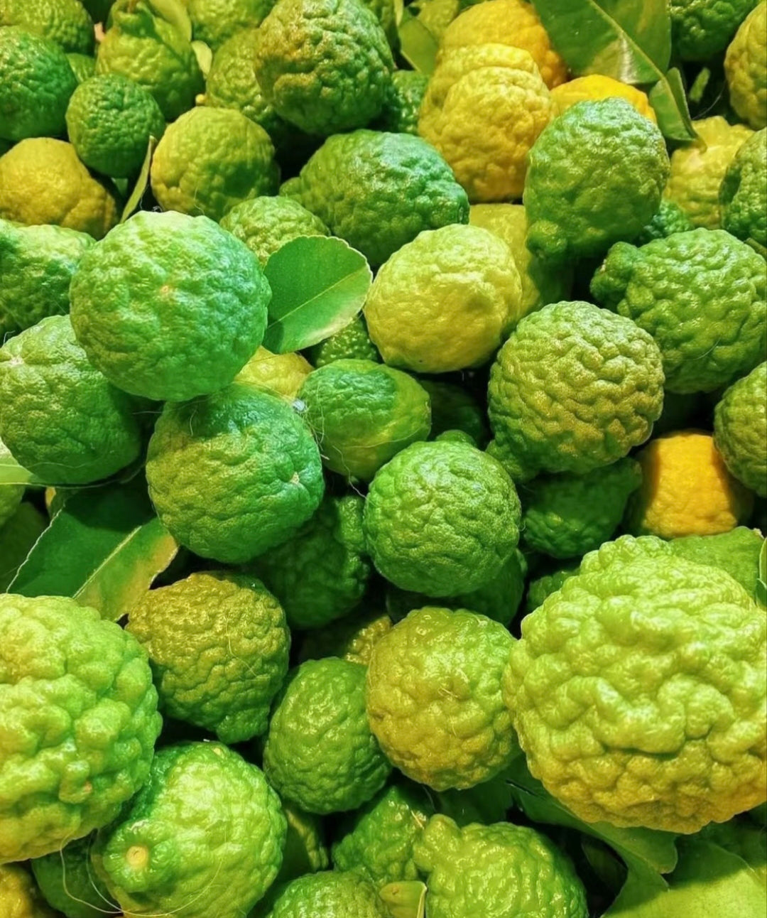 High Survival Rate Lemon Tree Seeds