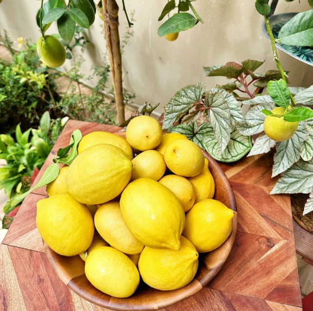 🍋Potted Perfume Lemon Seeds