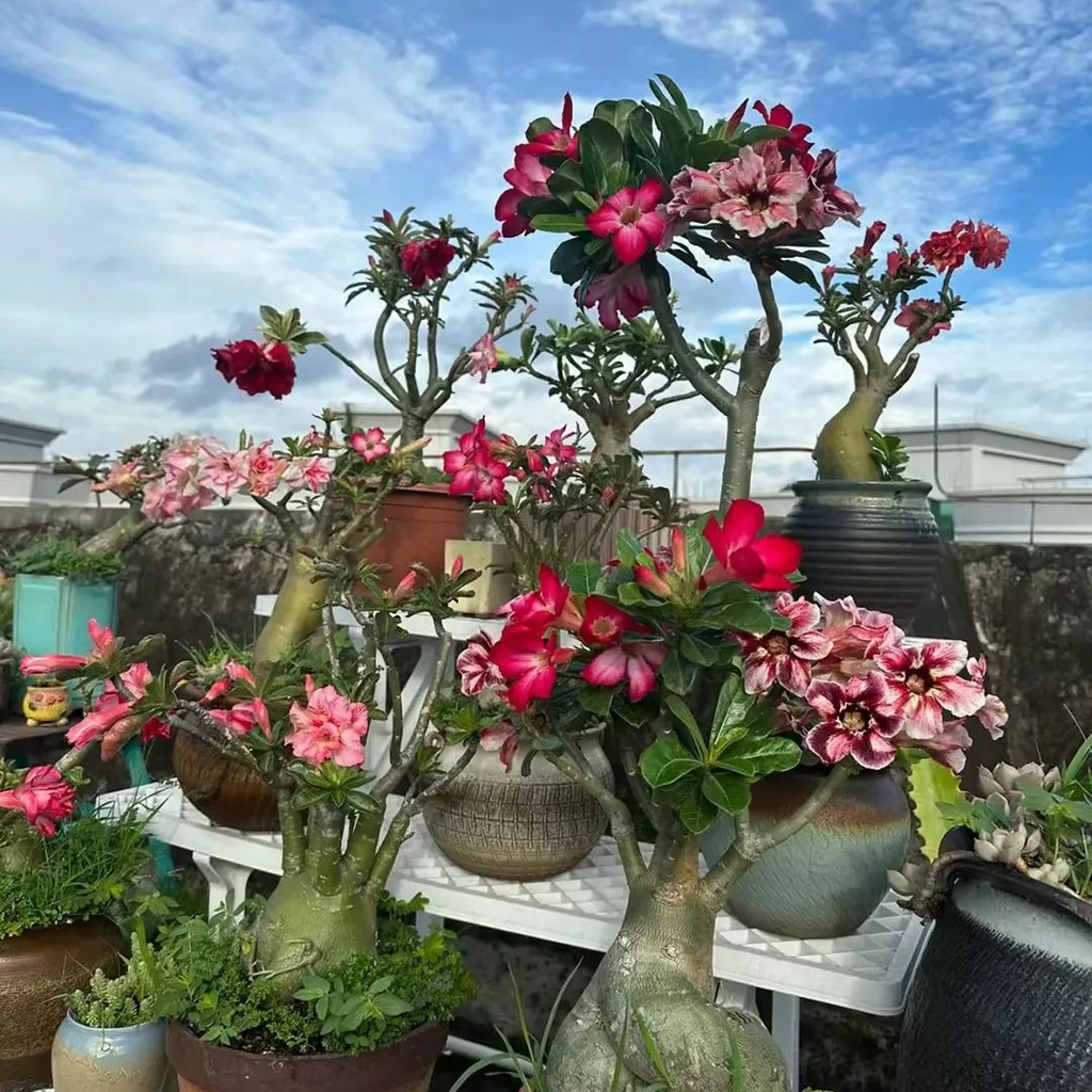 🎁Desert Rose Bulbs🌵Super easy care! 🌸 Adenium Obesum Bulbs