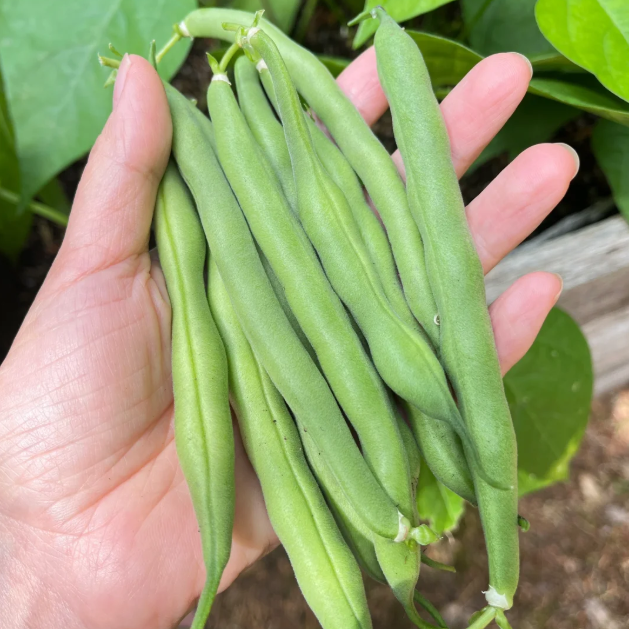 🫛Bush Beans – Ready to Harvest in Just 30 Days!
