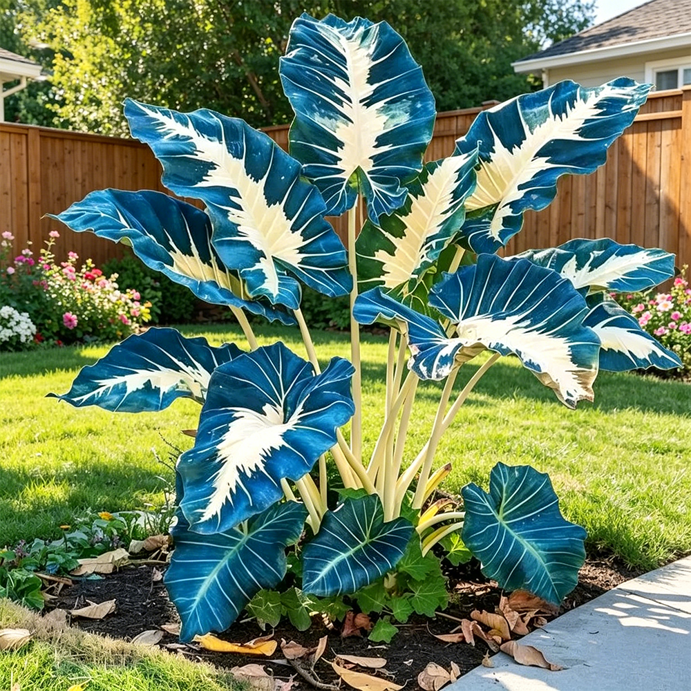 🌈 Giant Caladium Bulbs 🎊The color wizard that creates a dream garden 🌿✨