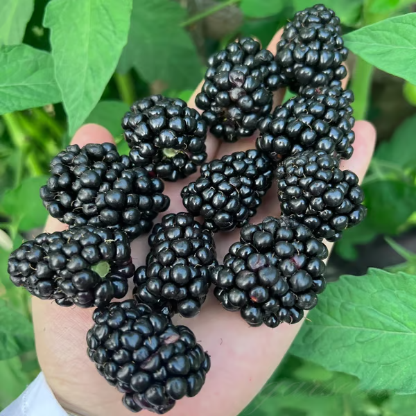 Giant Raspberry Seeds -95% Germination🌱