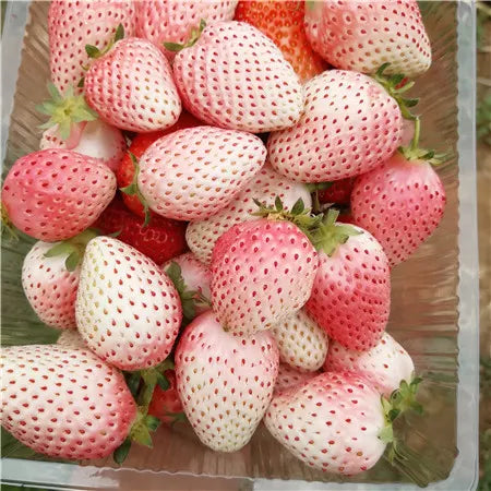 🍓 Peach-Smoked Strawberry Seeds
