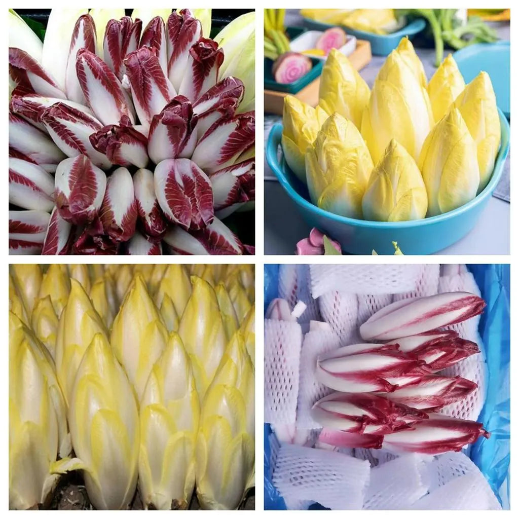 Golden Magnolia Seeds—The Prince of European Vegetables