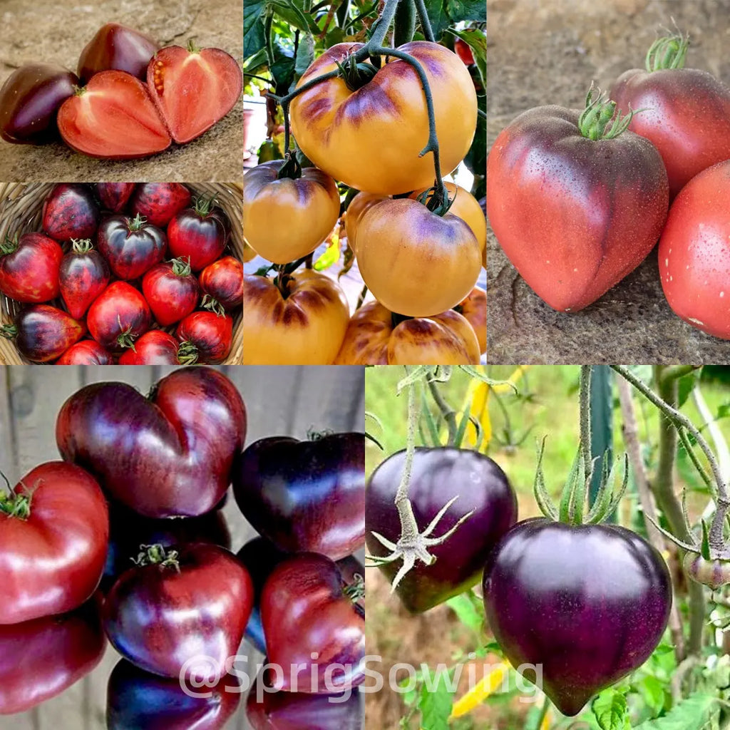 Sgt. Pepper's Tomatoes Seeds - Heirloom