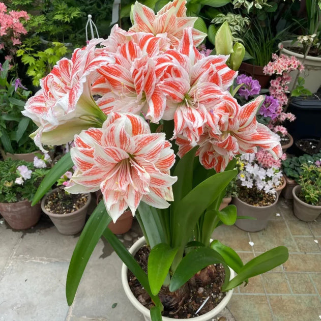 🌺Double-Petaled Perfume Amaryllis Bulbs