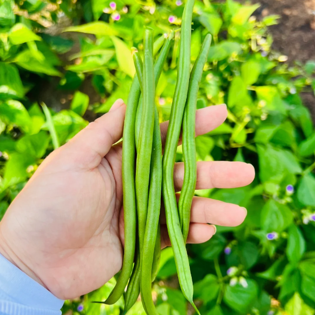 🫛Bush Beans – Ready to Harvest in Just 30 Days!