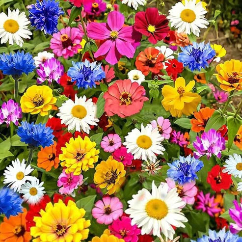 🔥Last day clearance💝Premium Cold-Hardy Mixed Perennial Flower Seeds - Selected 40+ Fall Planting Mix