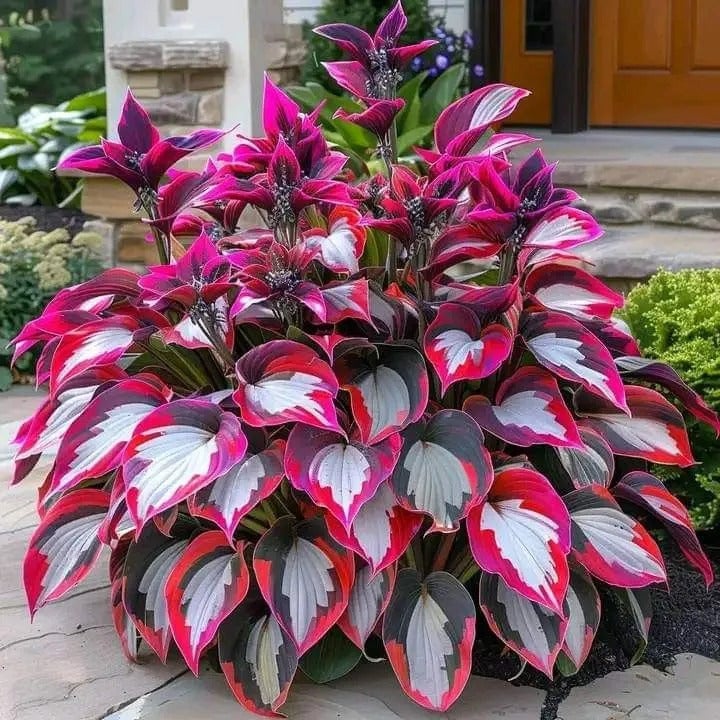 🌿 Rare Hosta Seeds — Premium. Shade-Loving Perennials with Lush Foliage🌈