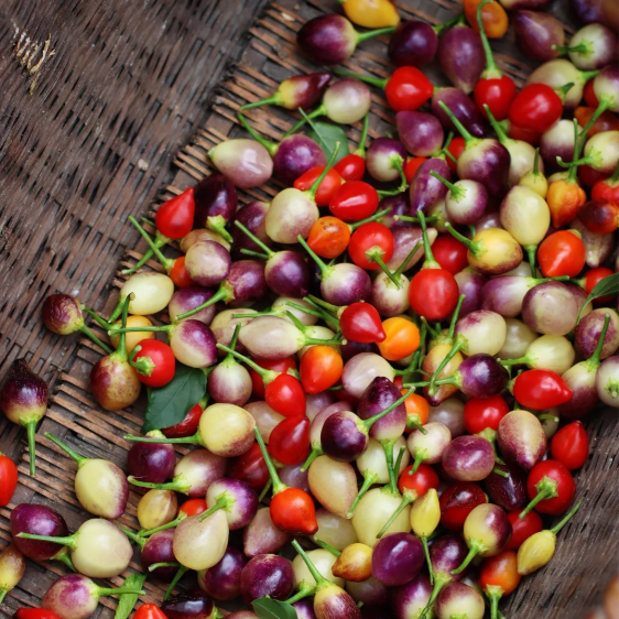🌶️Non-GMO Organic Colorful Pepper Seeds