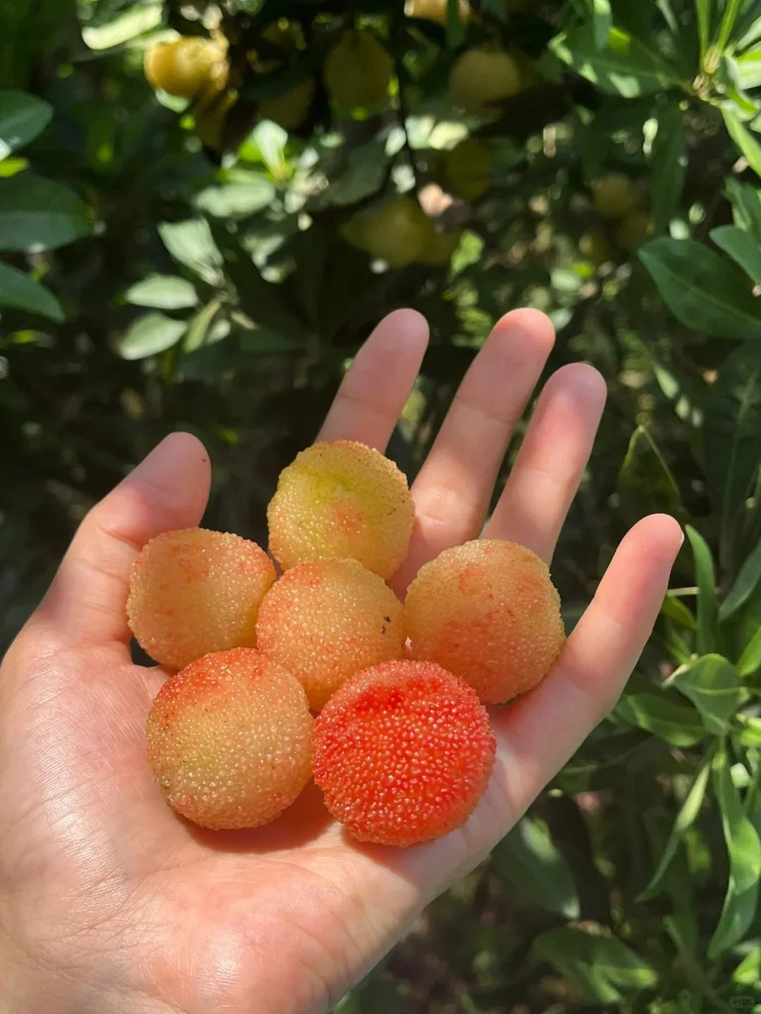 Guava Seeds--The Beauty Of Winter❄️