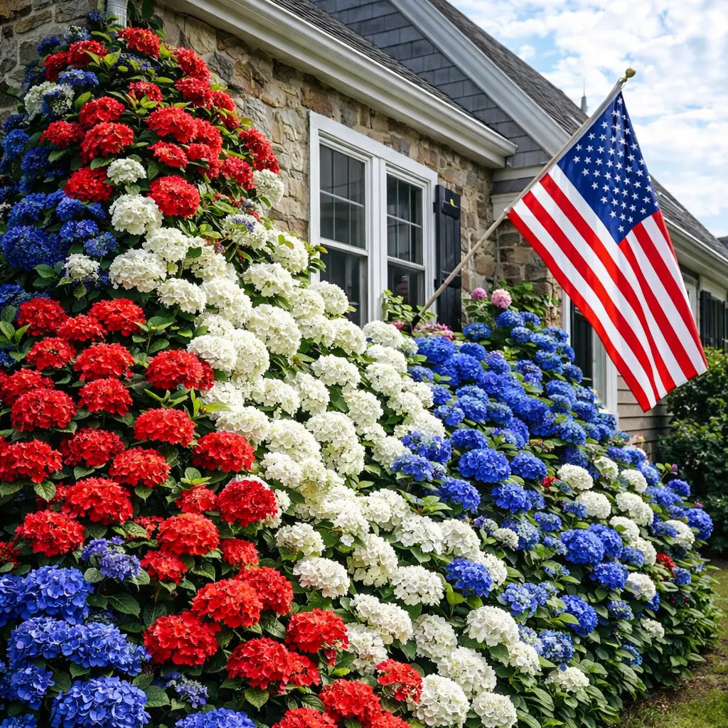 🔥 Limited Edition! Red. White & Blue Hydrangeas for America's 250th 🇺🇸
