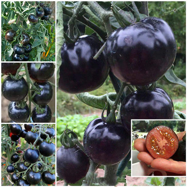 50/100 Organic Indigo Rose Tomato Seeds. Heirloom. Non-GMO. Solanum Lycopersicum