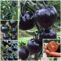 50/100 Organic Indigo Rose Tomato Seeds. Heirloom. Non-GMO. Solanum Lycopersicum