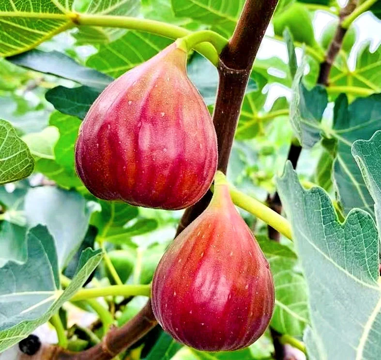 Fig Tree Seeds (Ficus carica). Sweet Fruit Shrub