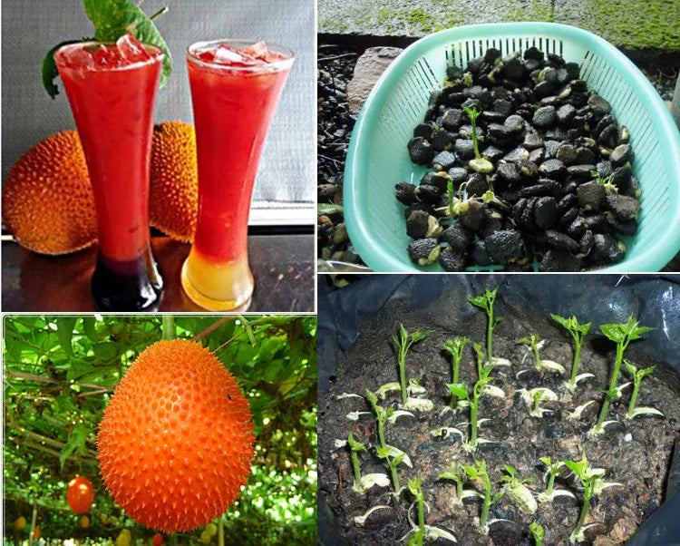 Gac fruit seeds. Gac Melon Vine Momordica Cochinchinensis seeds