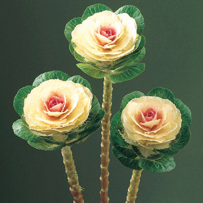 Ornamental Kale Crane Bicolor F1 Seed