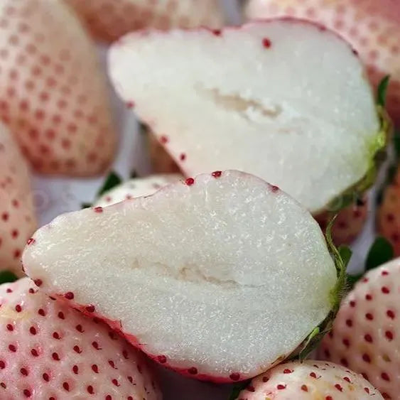 🍓White Milk Strawberry Seeds(🪴Buy 3 Get 1 Free)
