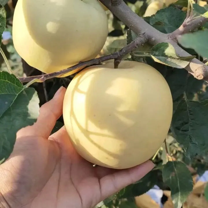 Golden Apple Seeds