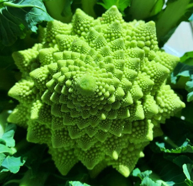Pagoda Vegetable Seeds