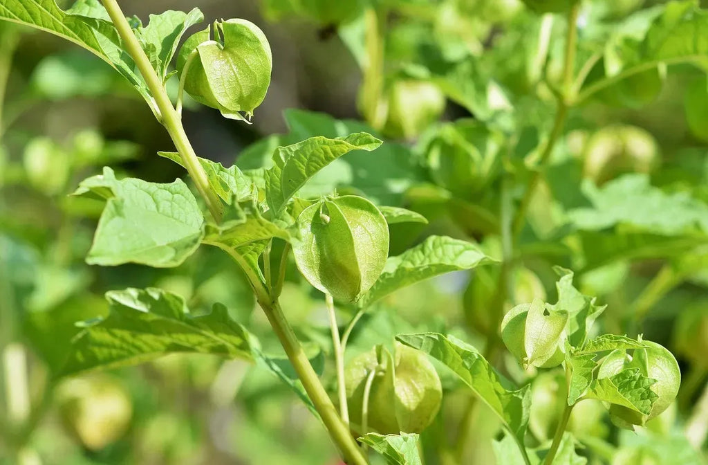 🎉65% OFF💥🔥Lantern Cherry Seeds🍓🍒Winter Ground Cherry-Strawberry Ground Cherry